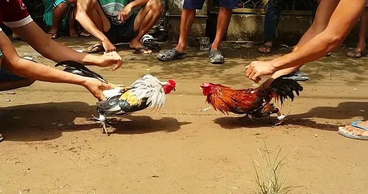 Đá Gà ONBET: Bí Quyết Chơi Hiệu Quả Từ Dân Cá Cược Lâu Năm 1 Đá Gà ONBET: Bí Quyết Chơi Hiệu Quả Từ Dân Cá Cược Lâu Năm